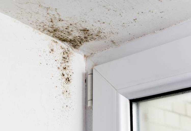 Top 10 Tips for Identifying and Preventing Mold and Mildew